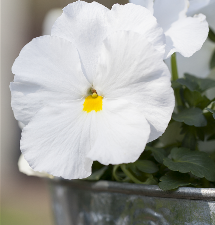 Großblütiges Garten-Stiefmütterchen Großblütiges Garten-Stiefmütterchen