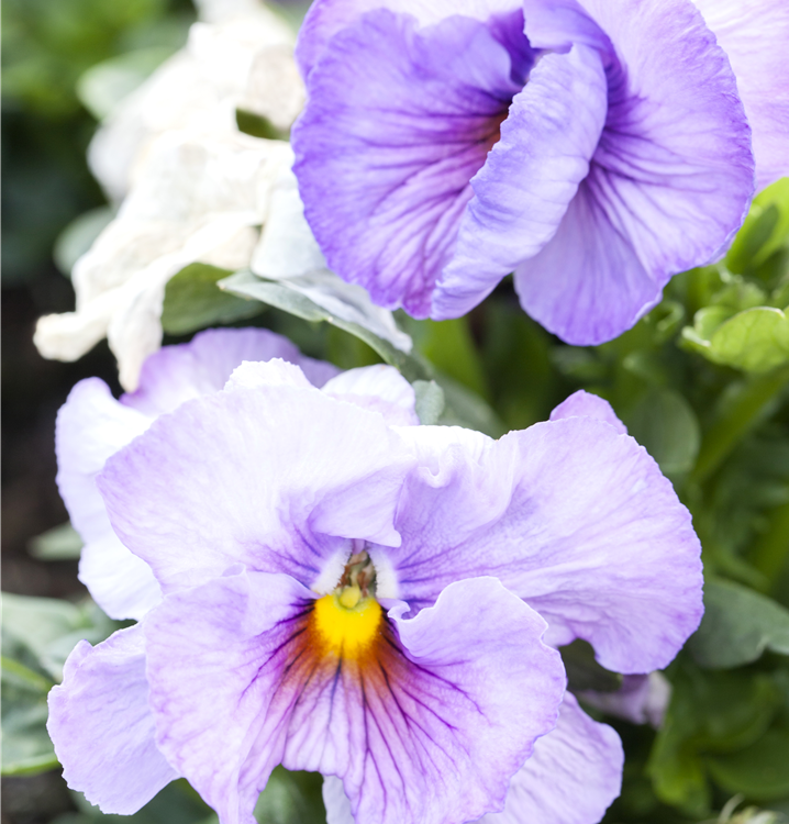 Großblütiges Garten-Stiefmütterchen Großblütiges Garten-Stiefmütterchen