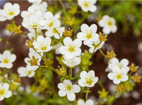 Saxifraga 'Touran' Saxifraga 'Touran'