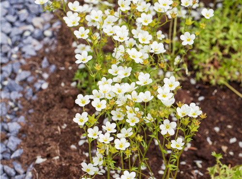 Saxifraga x arendsii Saxifraga x arendsii