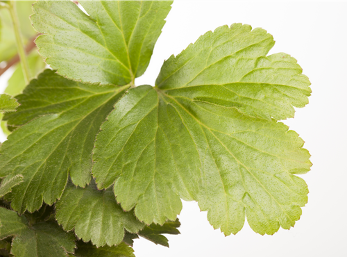 Waldsteinia ternata Waldsteinia ternata