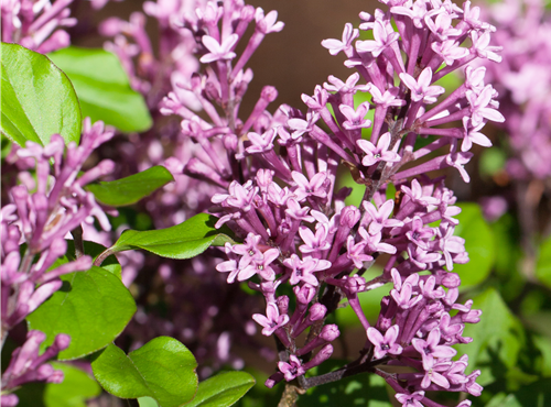 Syringa meyeri