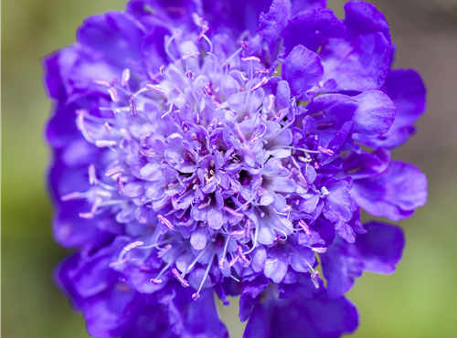 Scabiosa columbaria Scabiosa columbaria