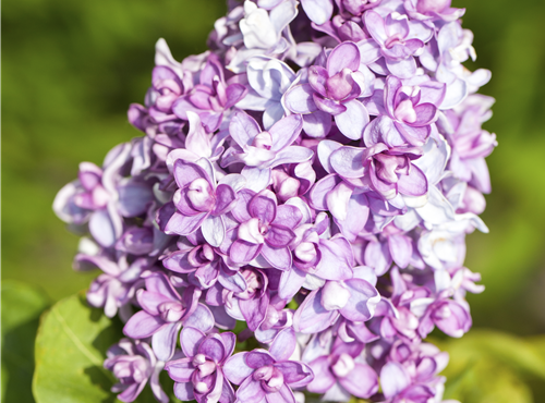 Syringa vulgaris