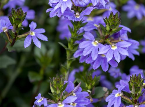 Scaevola aemula