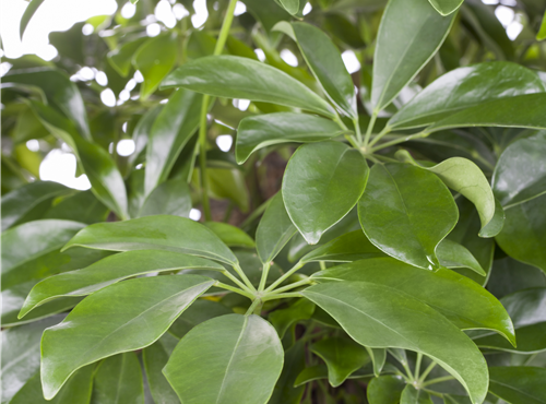 Schefflera arboricola Schefflera arboricola