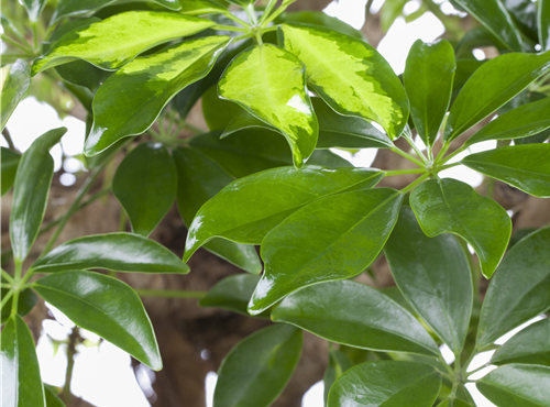 Schefflera arboricola 'Gold Capella' Schefflera arboricola 'Gold Capella'