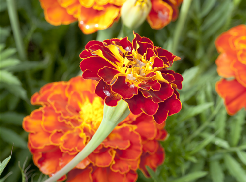 Tagetes patula Tagetes patula