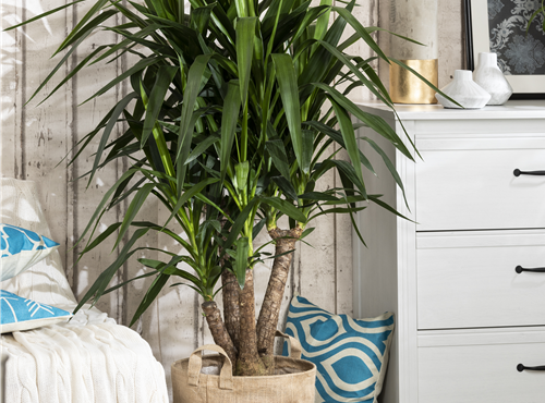 Yucca elephantipes Yucca elephantipes