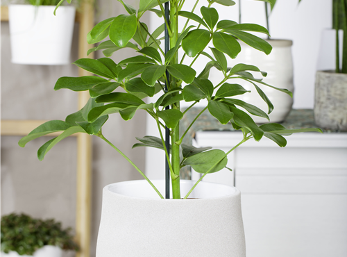 Schefflera arboricola 'Nora' Schefflera arboricola 'Nora'