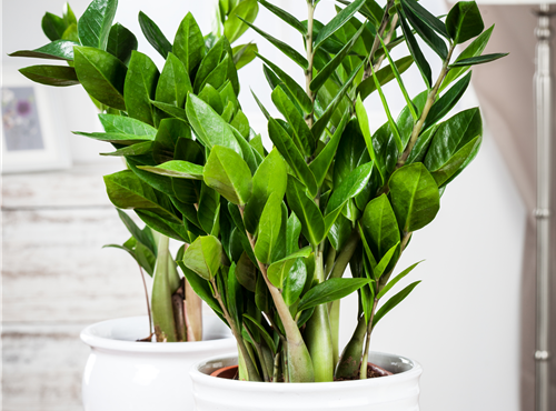 Zamioculcas zamiifolia