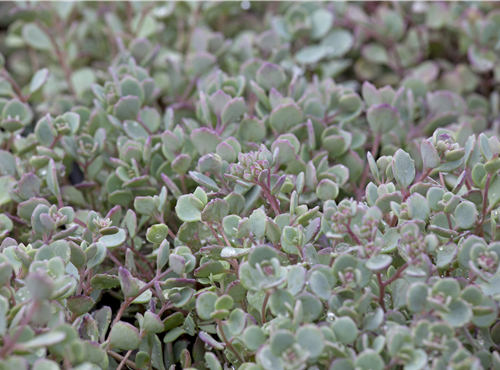 Sedum cauticola Sedum cauticola