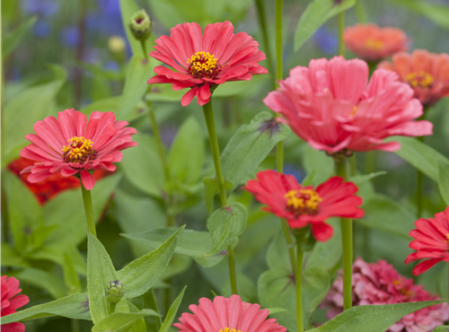 Zinnia elegans Zinnia elegans