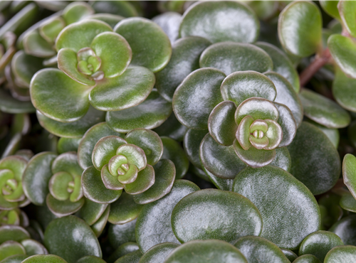 Sedum makinoi Sedum makinoi