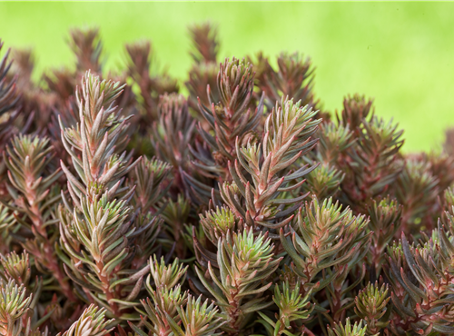 Sedum reflexum 'Chocolate Ball' Sedum reflexum 'Chocolate Ball'