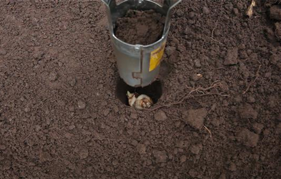 Narzissen - Blumenzwiebeln einpflanzen Narzissen - Blumenzwiebeln einpflanzen