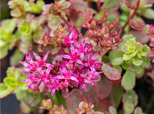 Sedum spurium 'Fuldaglut'