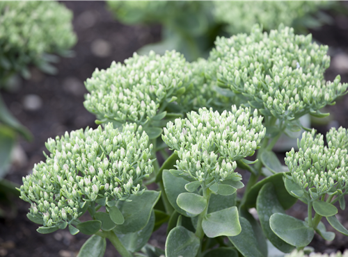 Sedum telephium