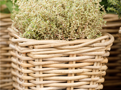 Thymus x citriodorus 'Aureus' Thymus x citriodorus 'Aureus'