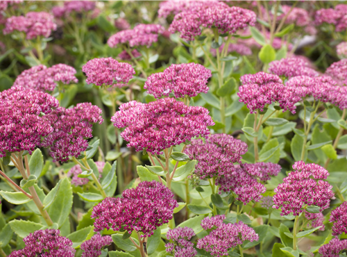 Sedum telephium 'Herbstfreude'