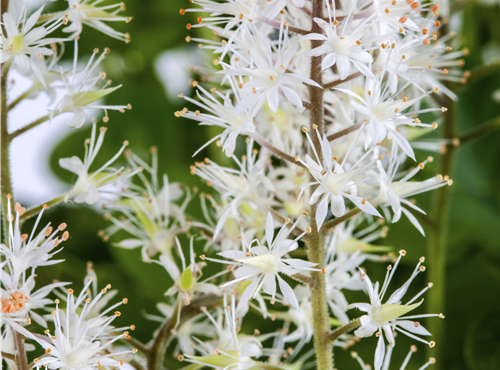 Tiarella cordifolia Tiarella cordifolia
