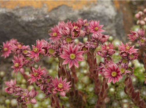 Sempervivum arachnoideum Sempervivum arachnoideum