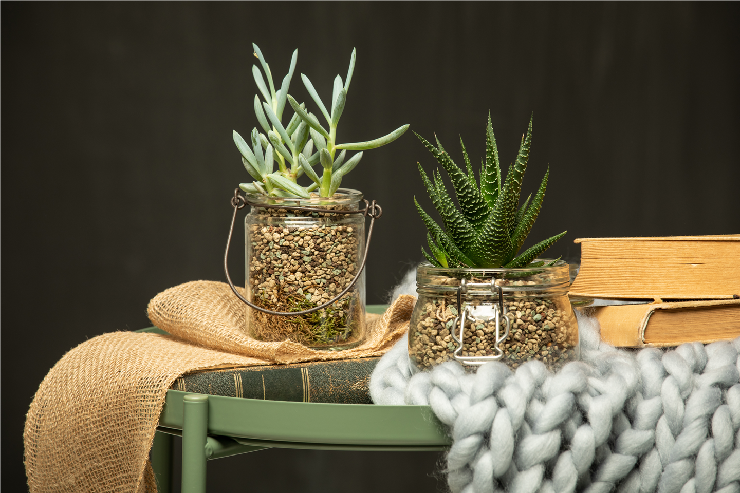 Kakteen und andere Sukkulenten