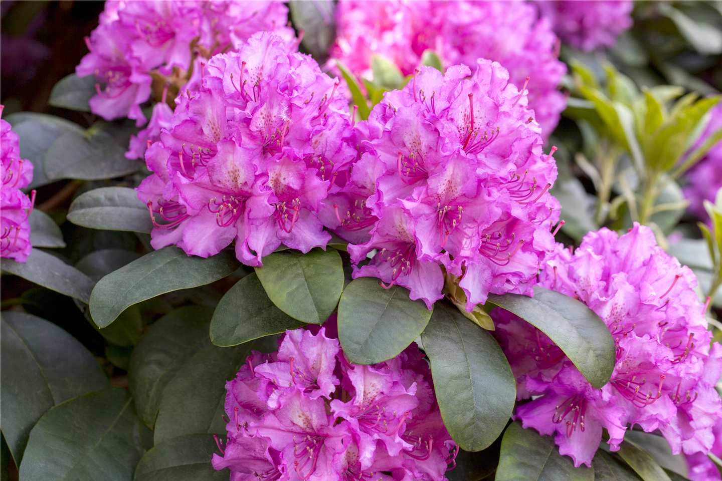 Rhododendron und Azaleen