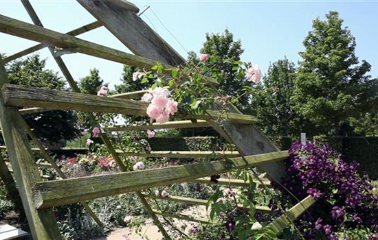 Gartengestaltung - Rosengarten Gartengestaltung - Rosengarten