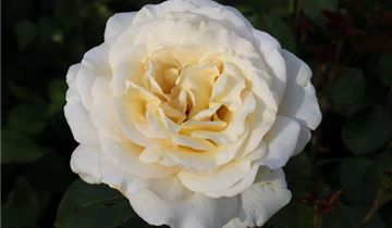 Rosa 'Anastasia'®