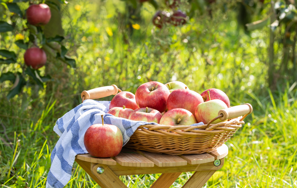 Äpfel im Korb