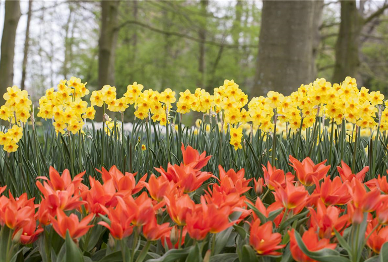 Tulipa greigii Tulipa greigii