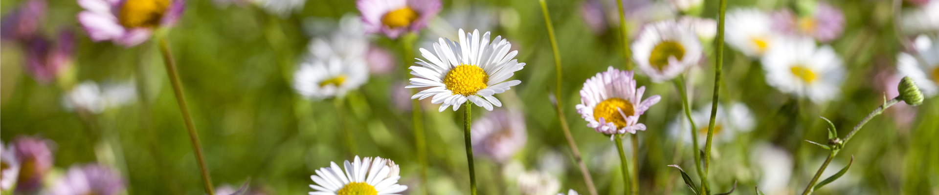 Bellis perennis Bellis perennis