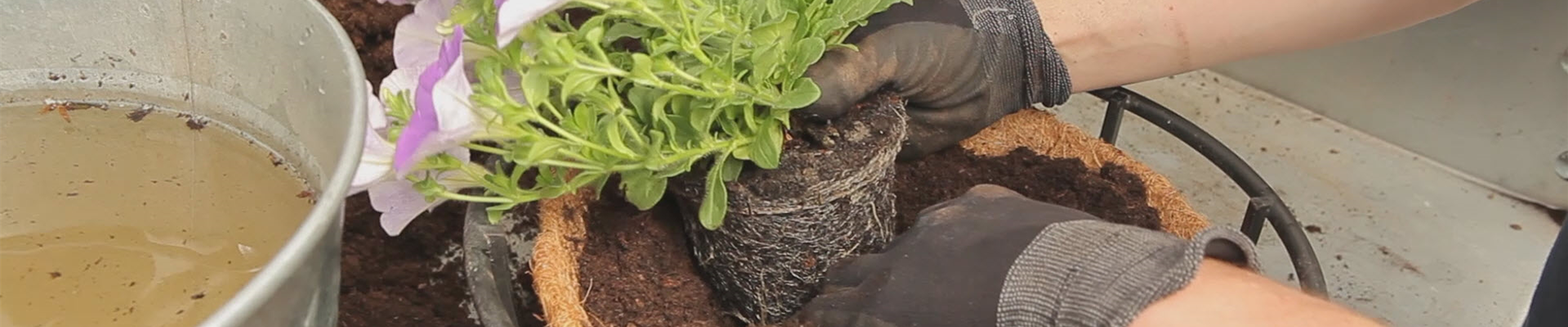 Hanging Basket - Bepflanzen (thumbnail) Hanging Basket - Bepflanzen (thumbnail)