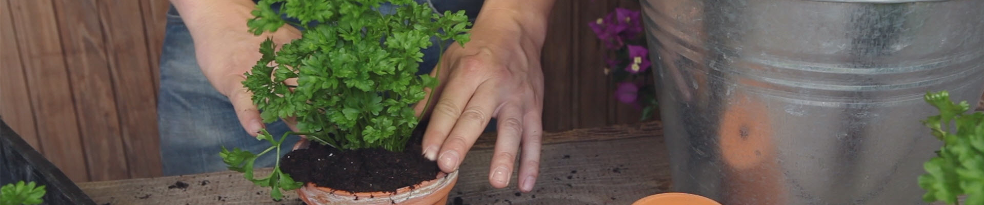 Petersilie - Umtopfen der Anzucht (thumbnail) Petersilie - Umtopfen der Anzucht (thumbnail)