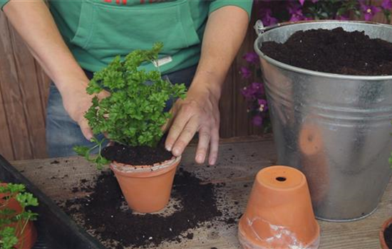 Petersilie - Umtopfen der Anzucht Petersilie - Umtopfen der Anzucht