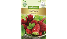 Fragaria x ananassa 'Sweetheart'
