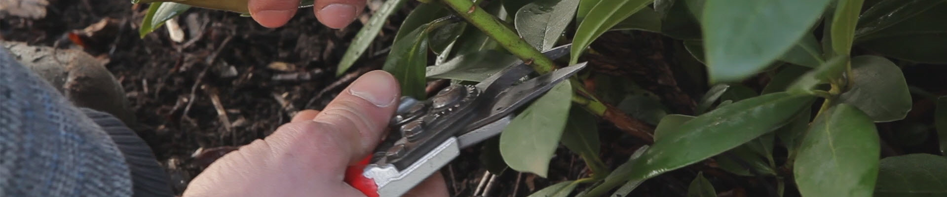 Rhododendron - Zurückschneiden im Frühling (thumbnail)