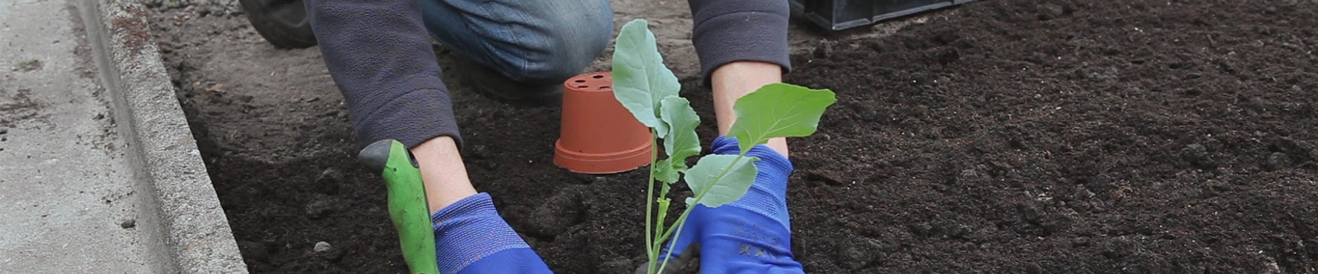 Brokkoli - Einpflanzen in ein Gemüsebeet (thumbnail) Brokkoli - Einpflanzen in ein Gemüsebeet (thumbnail)