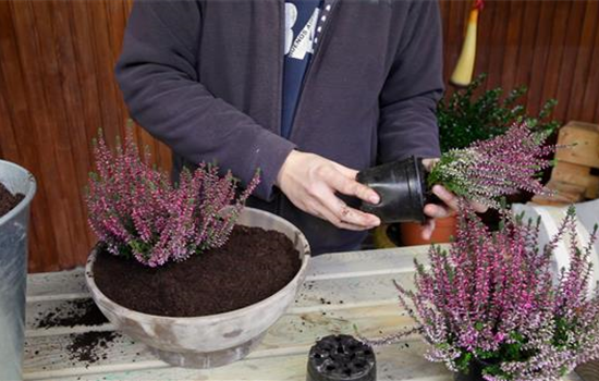 Knospenheide - Einpflanzen in ein Gefäß Knospenheide - Einpflanzen in ein Gefäß