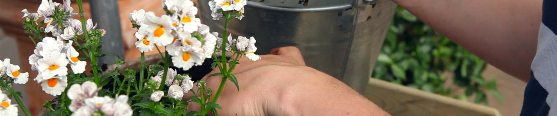 Elfenspiegel - Einpflanzen in ein Gefäß (thumbnail)