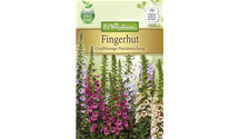 Digitalis purpurea 'Excelsior'