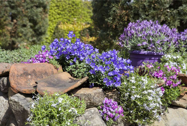 Campanula portenschlagiana
