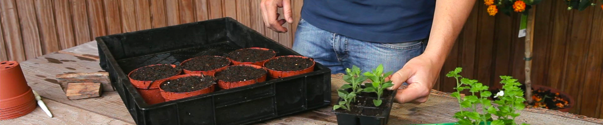 Petunien - Pikieren (thumbnail)