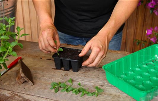 Petunien - Vermehren durch Stecklinge Petunien - Vermehren durch Stecklinge