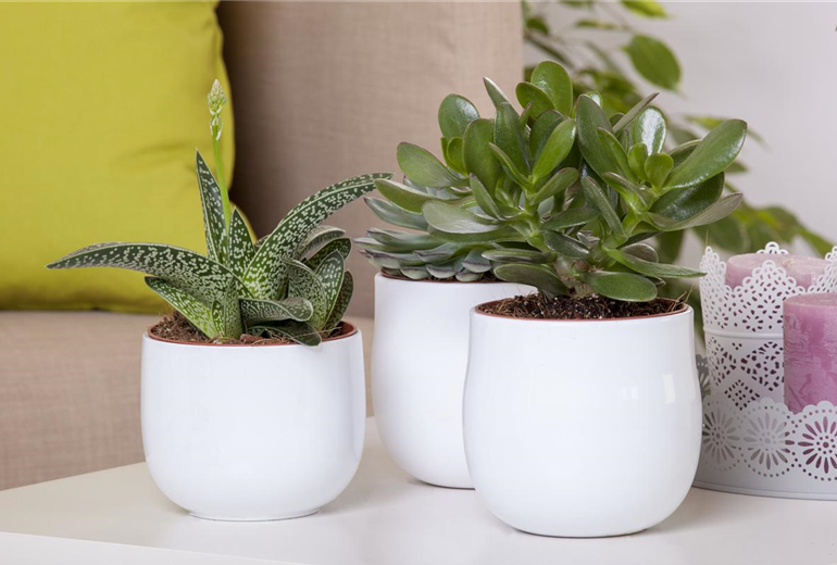 Aloe variegata 'Magic'