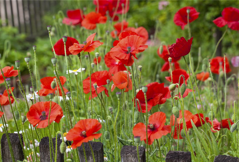 Papaver rhoeas Papaver rhoeas