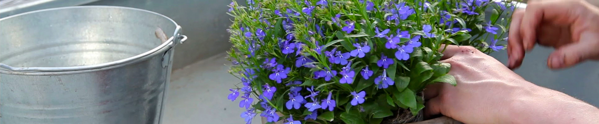 Hängende Lobelie - Einpflanzen in ein Gefäß (thumbnail) Hängende Lobelie - Einpflanzen in ein Gefäß (thumbnail)