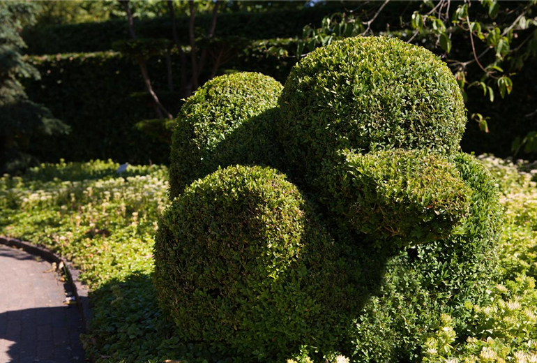 Buxus sempervirens var. arborescens