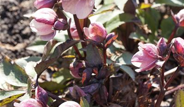 Helleborus x ericsmithii 'HGC Pink Frost'®
